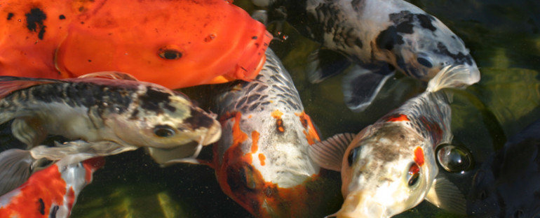 Why You Shouldn’t Feed Your Fish This Winter
