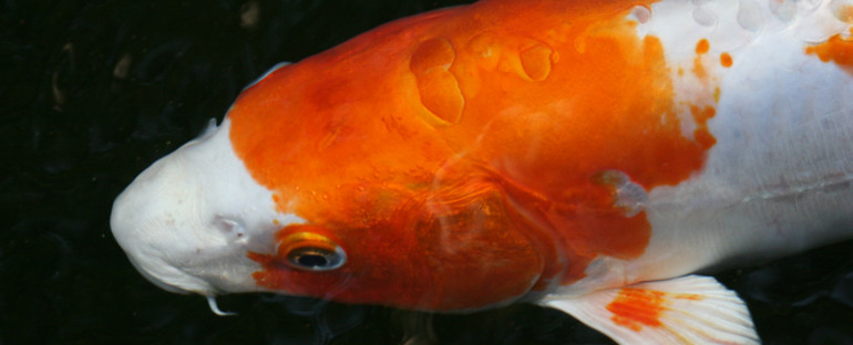 Four things you can do to have healthy koi this Spring