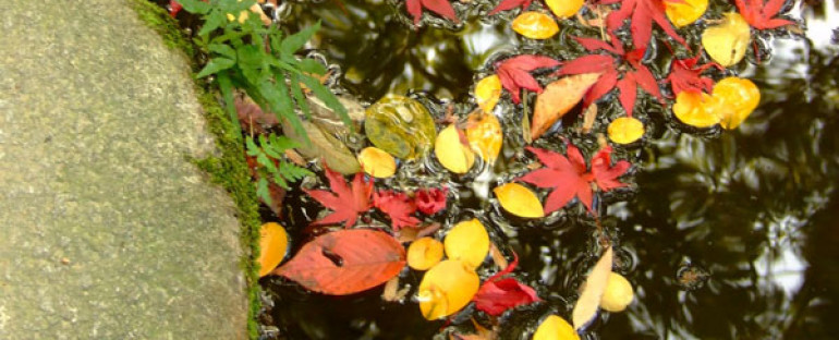 Fall Pond Cleaning Tips